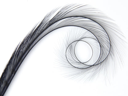 Burnt Curled Double Ringneck Pheasant Feather Navy