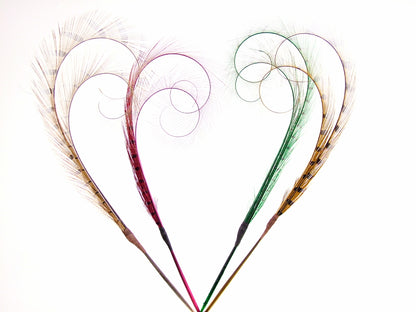 Burnt Curled Double Ringneck Pheasant Feather