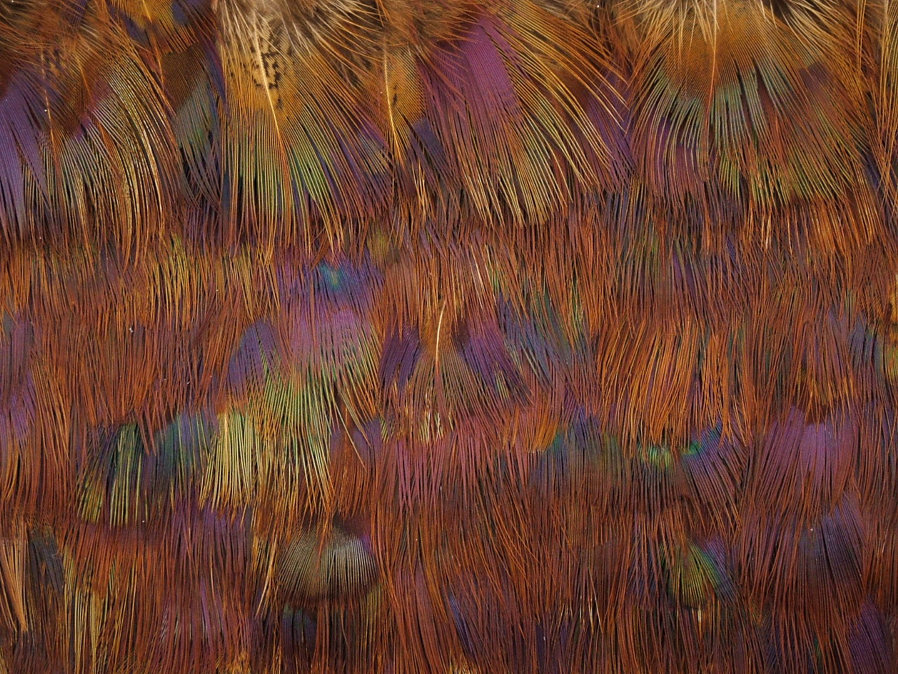 Pheasant Hair Fringe per metre