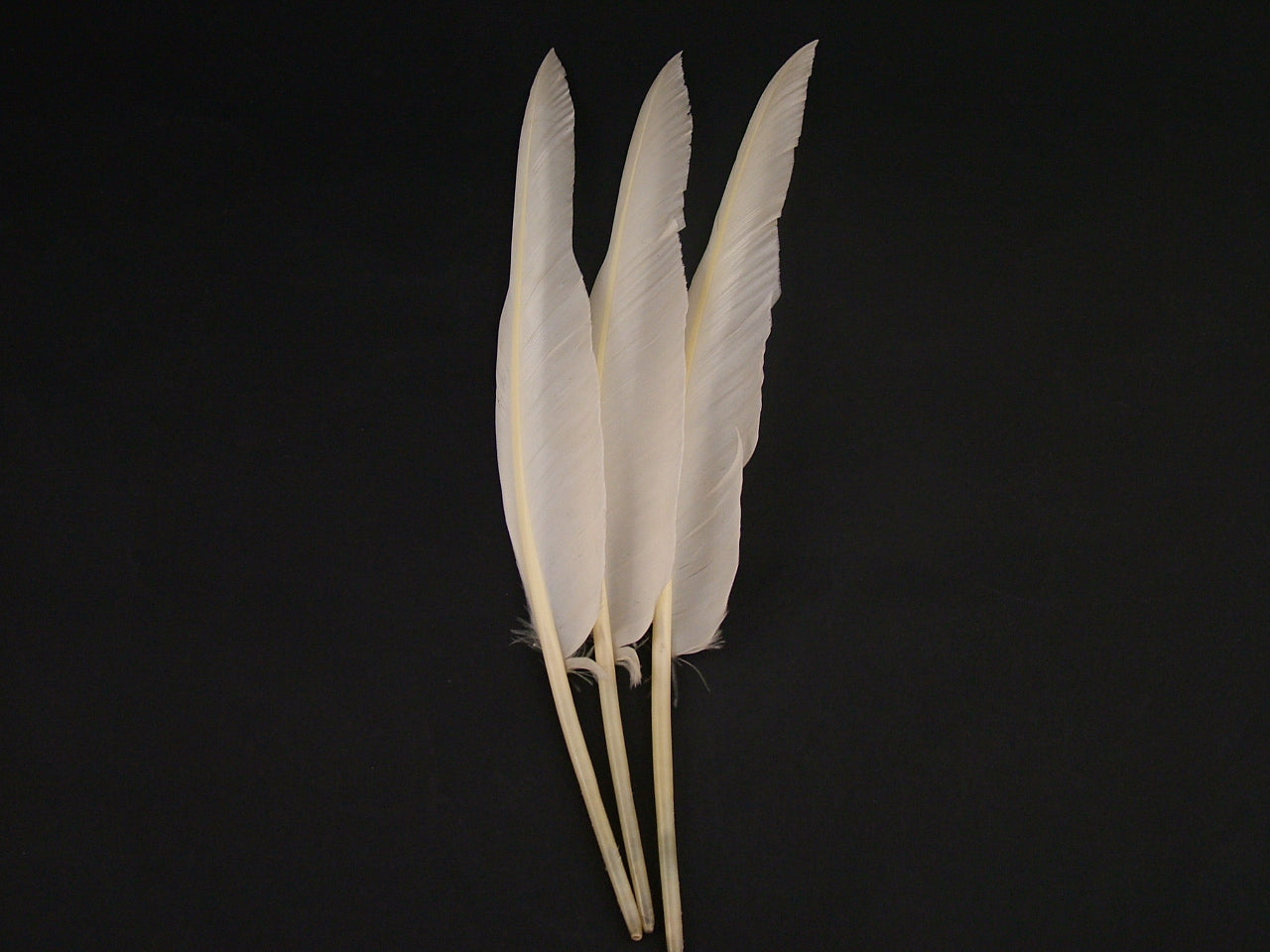 Goose Quill Feather