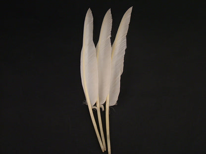 Goose Quill Feather