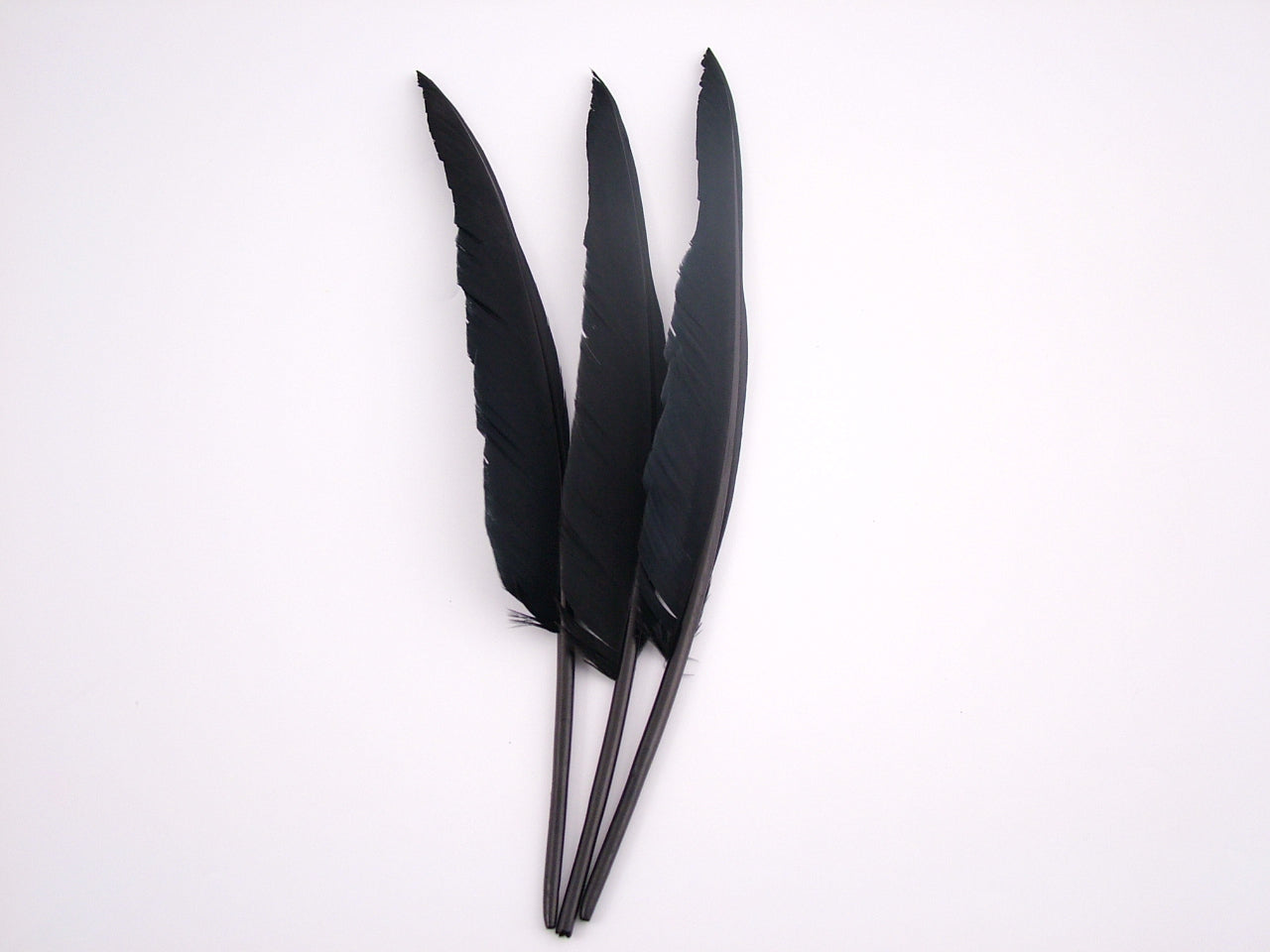 Goose Quill Feather