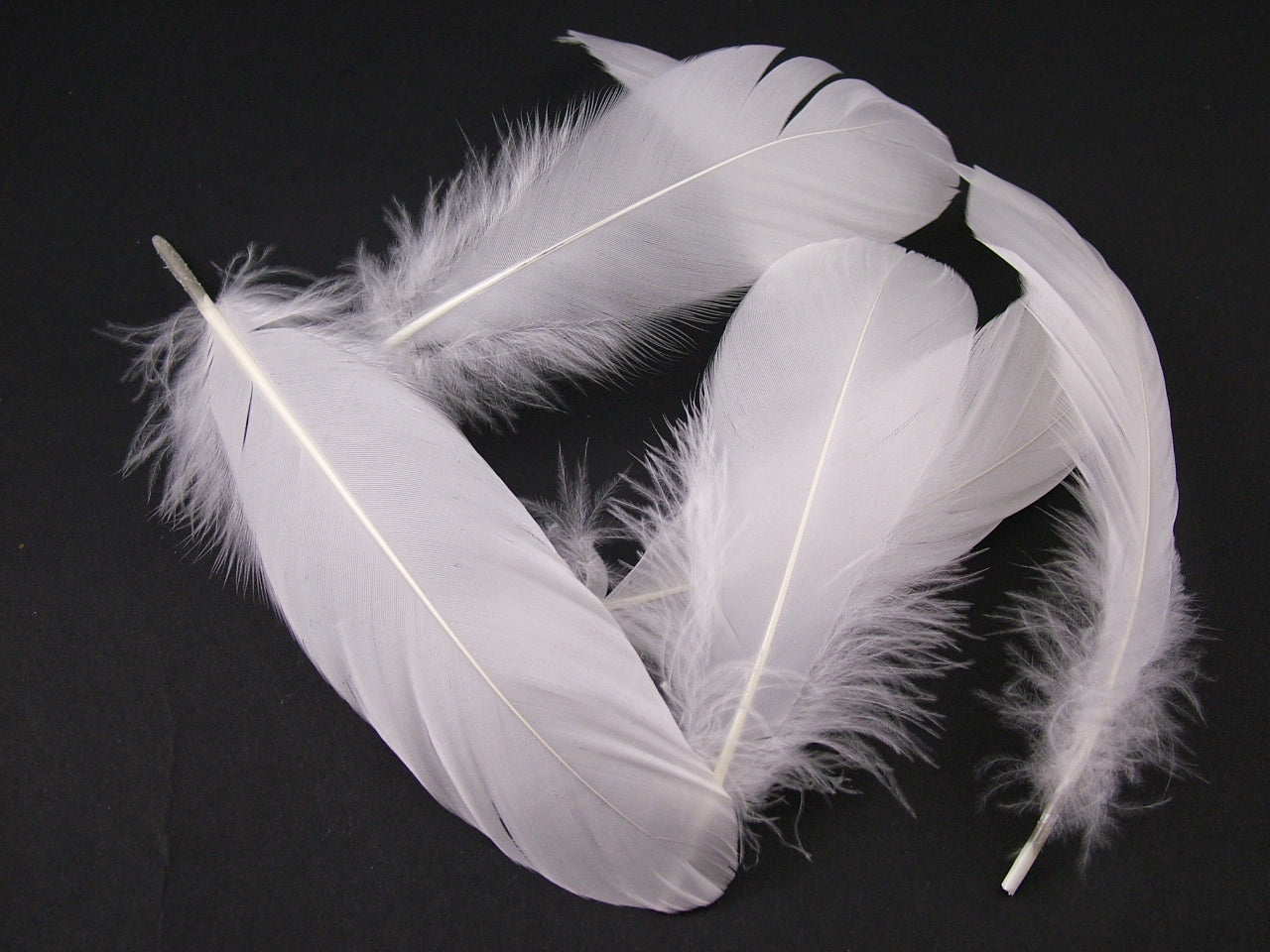 Goose Nagoire Feathers Bulk
