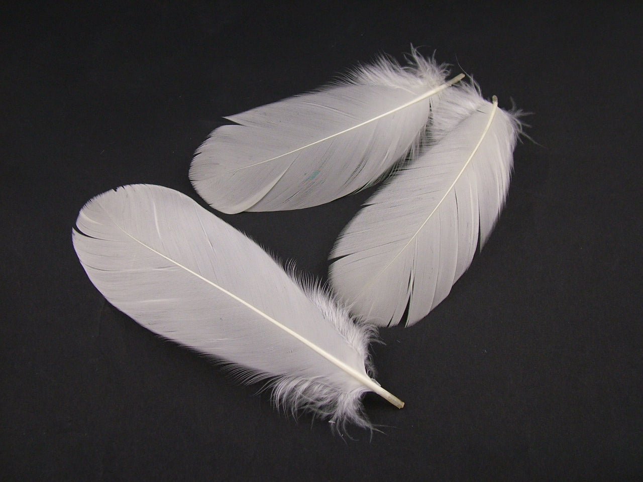 Goose Nagoire Feathers