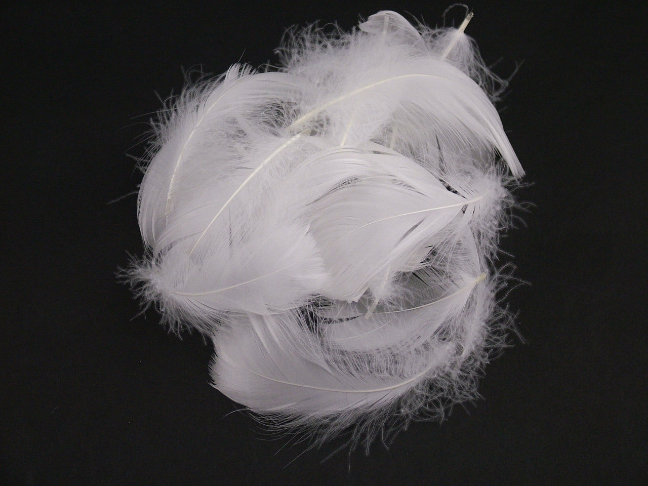 Goose Coquille Feathers Bulk