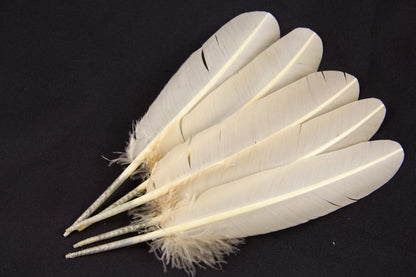 Turkey Quill Feather (25-30cm) Champagne