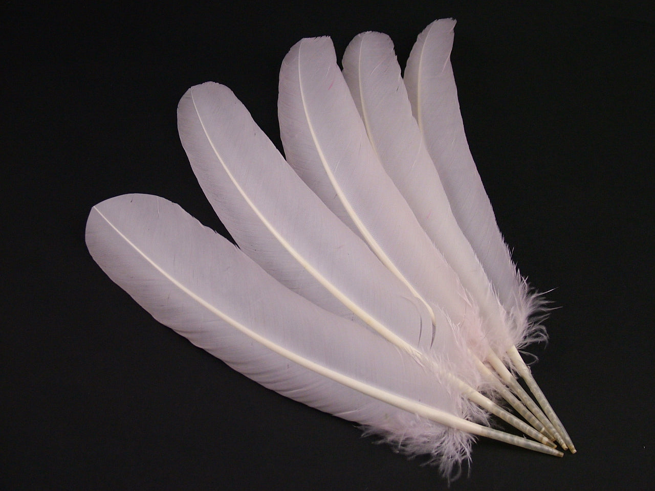 TQUSPRING