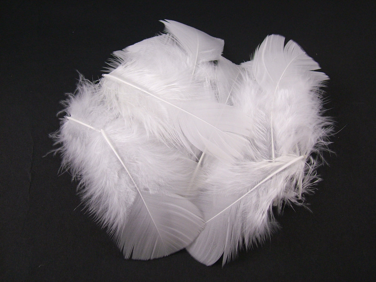 Turkey Coquille Feathers Bulk