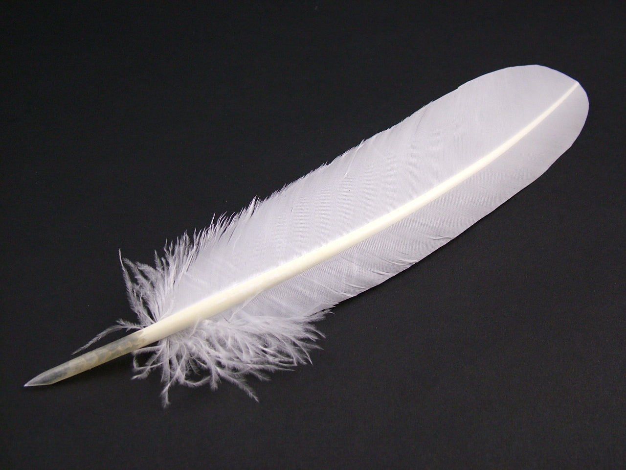 Authentic Turkey Quill Pen - pack of 3
