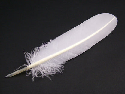 Authentic Turkey Quill Pen - pack of 3