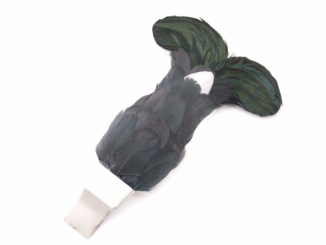 Blackcock Feather