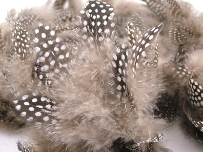 Guinea Fowl Plumage Feathers Bulk