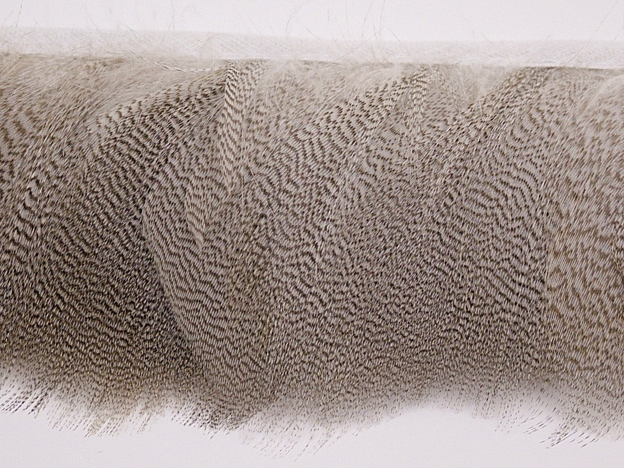 Mallard Duck Flank Fringe per metre