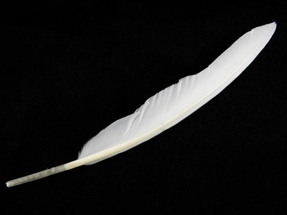 DQU-WHITE