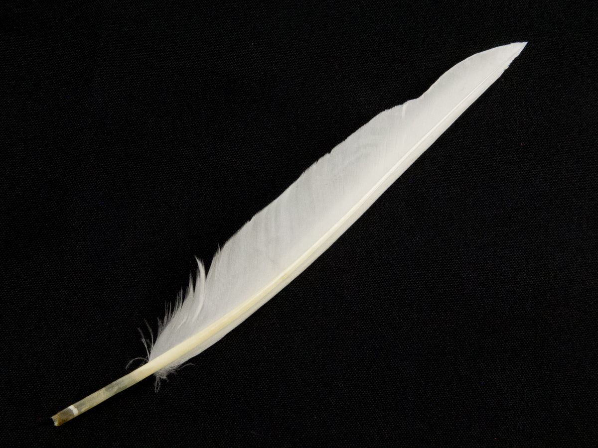 Duck Quill Feather Ivory