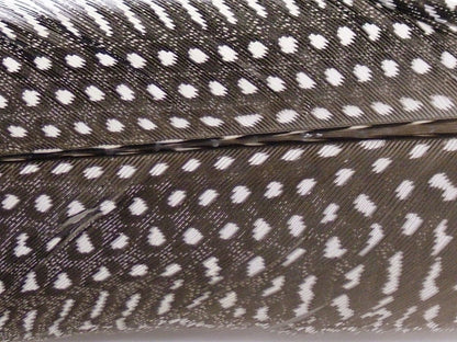 Guinea Fowl Quill closeup