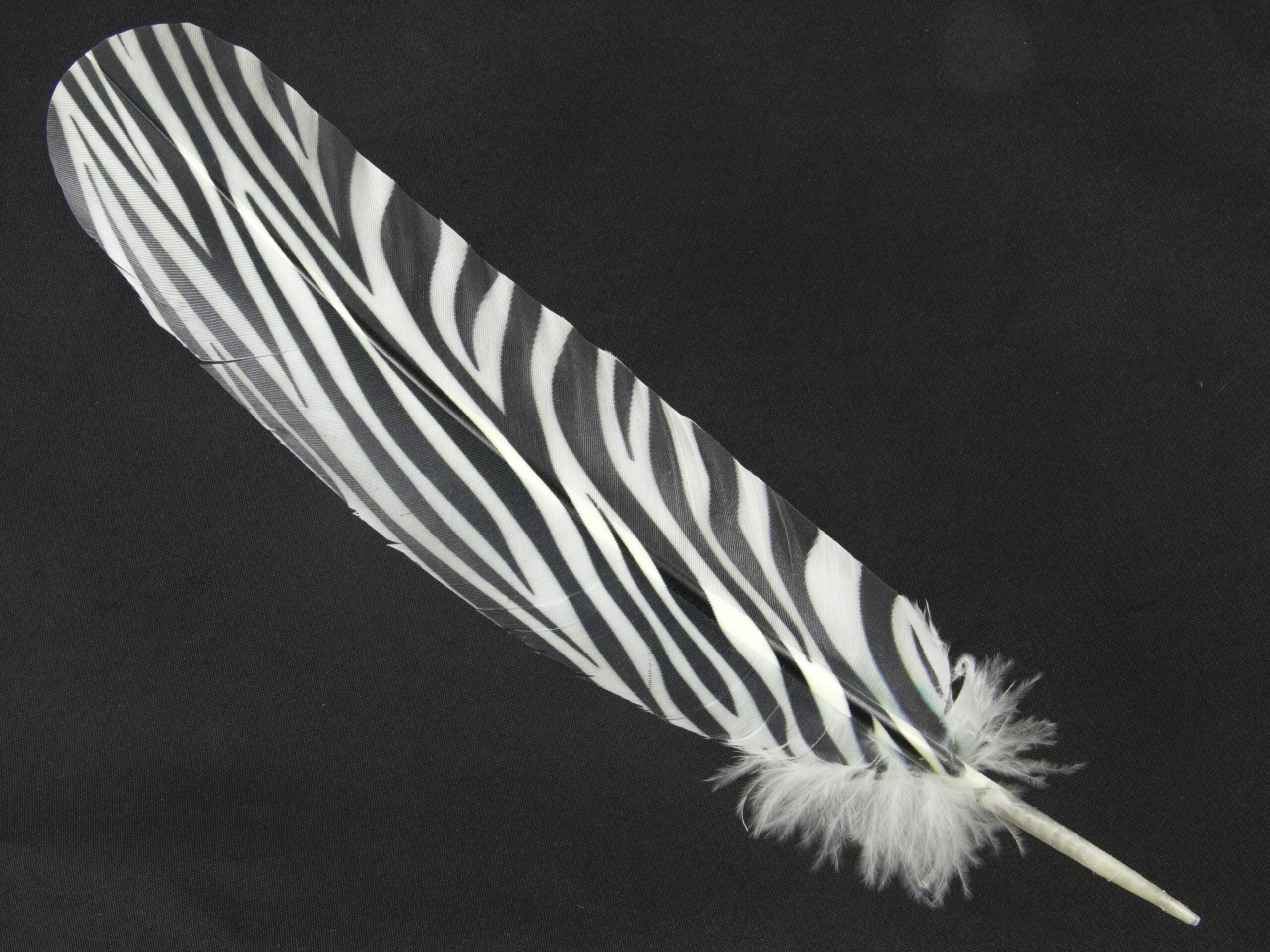 Decorative Printed Feathers Zebra