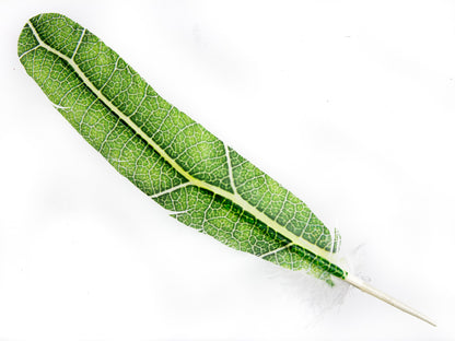 Decorative Printed Feathers Leaf Pattern