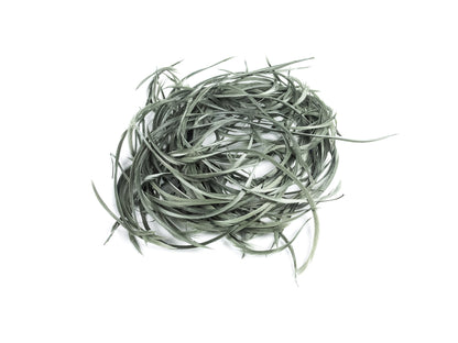 Bulk Goose Biot Feathers