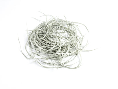 Bulk Goose Biot Feathers