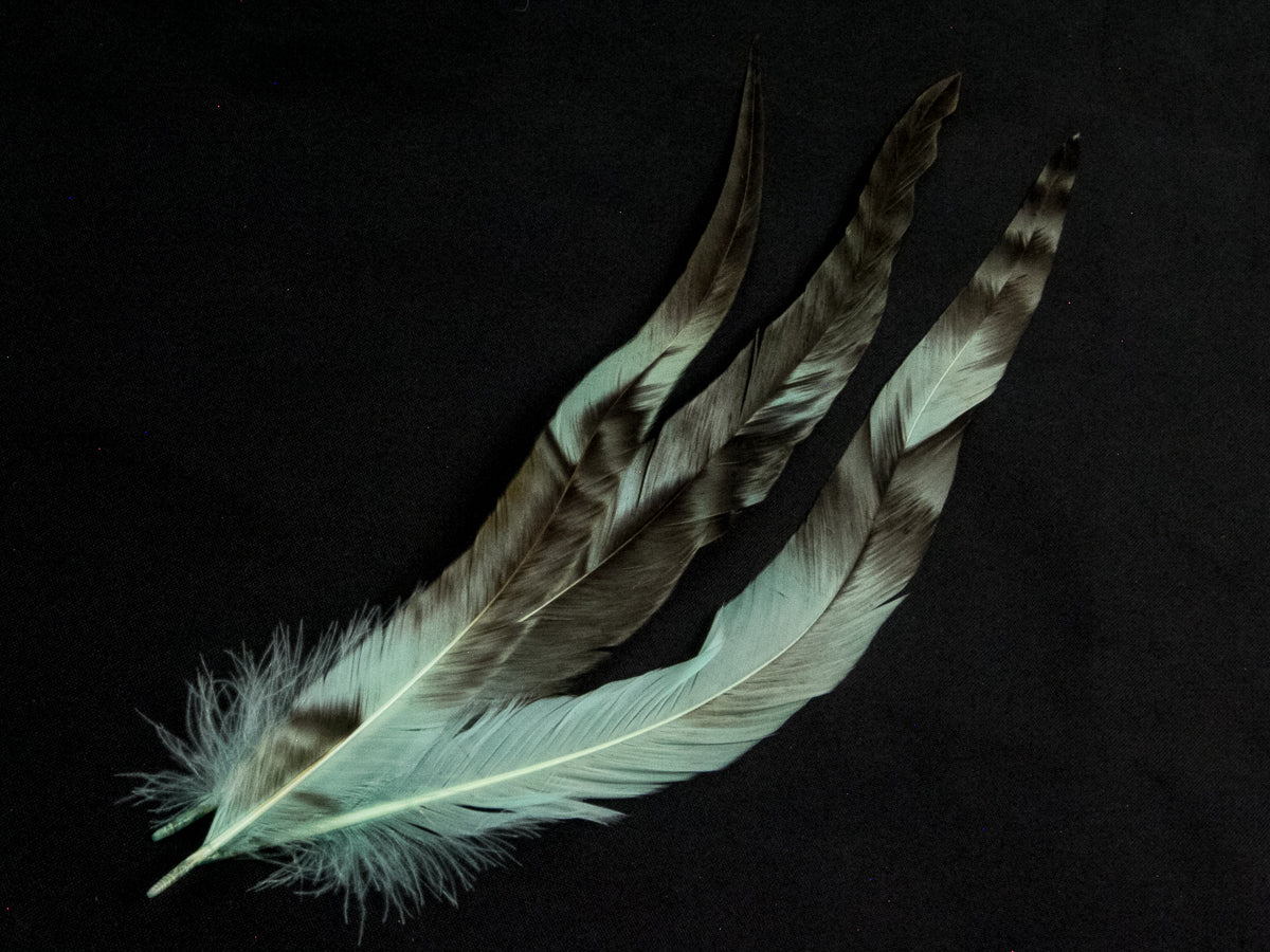 Long Chinchilla Coque Fringe - Dancewear colours