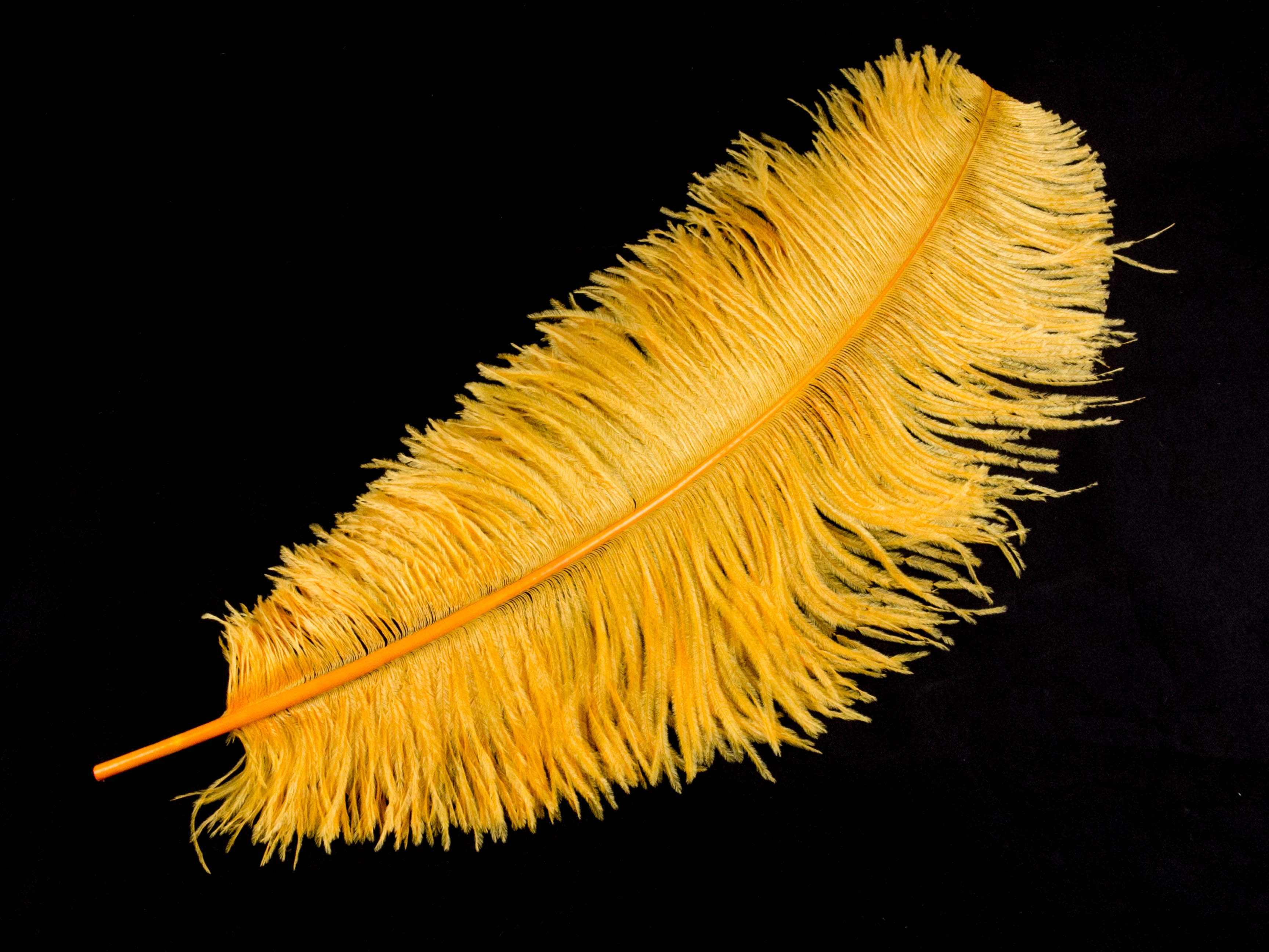 Ostrich Feather Pen