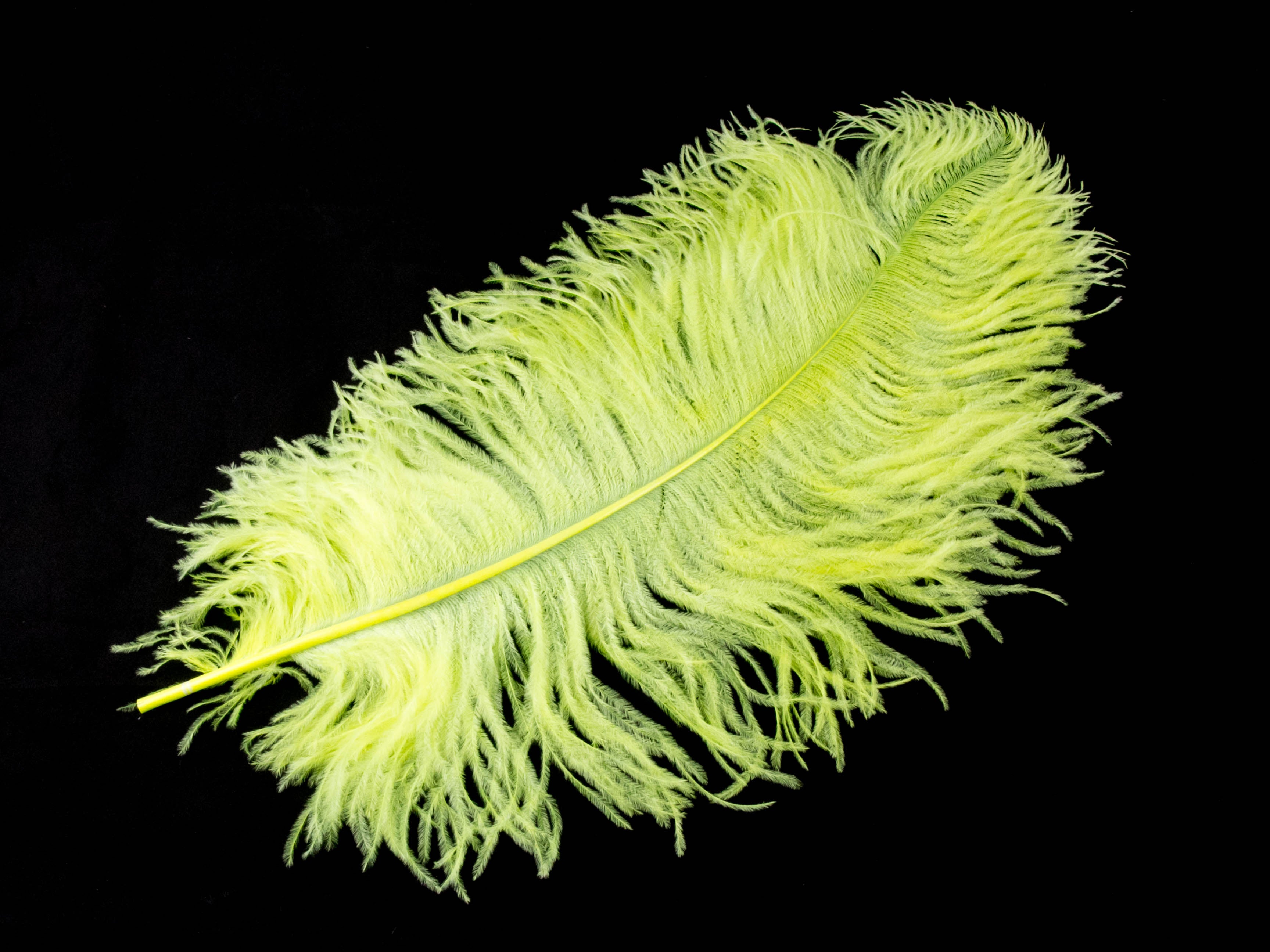 Short Ostrich Premium Wing Feather (40-50cm)