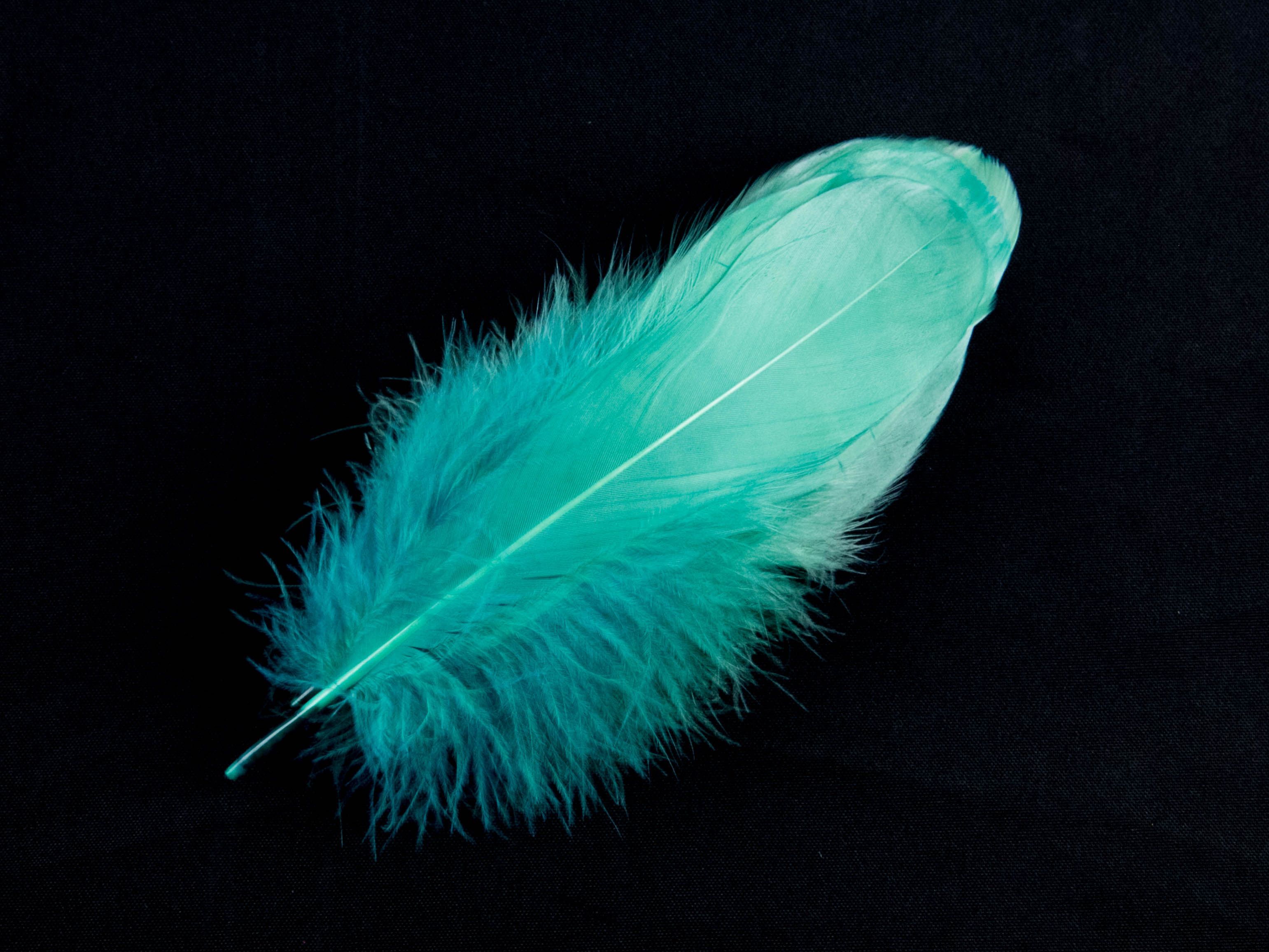 Bulk Goose Nagoire Feathers