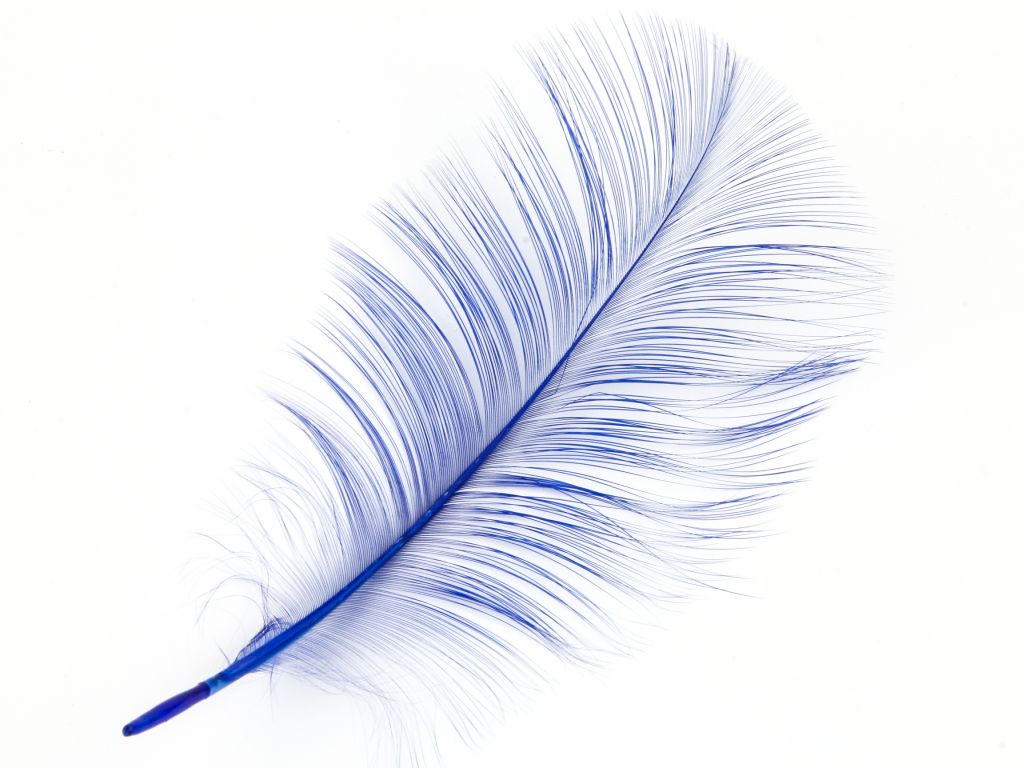 Burnt Goose Nagoire Feather (Pack of 10)