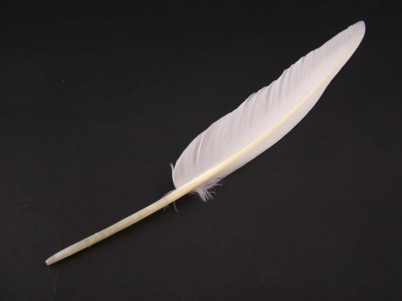 Museum Packs - Authentic Quill Pen - packs of 3