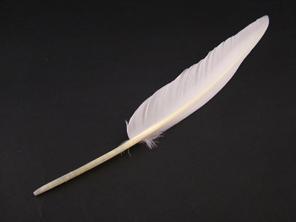 Museum Packs - Authentic Quill Pen - packs of 3