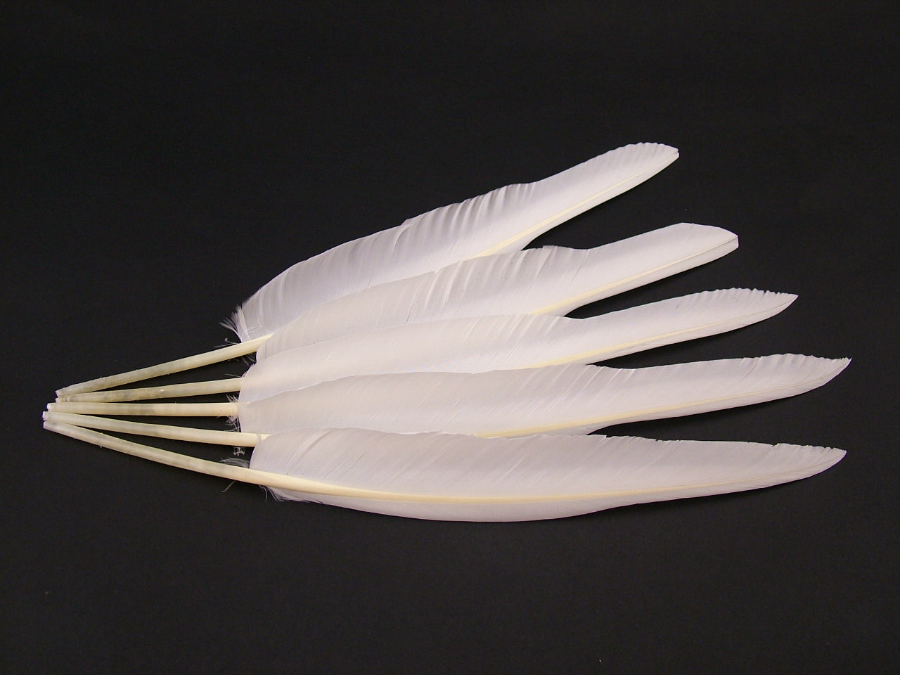 Goose Quill Feather (Pack of 10)
