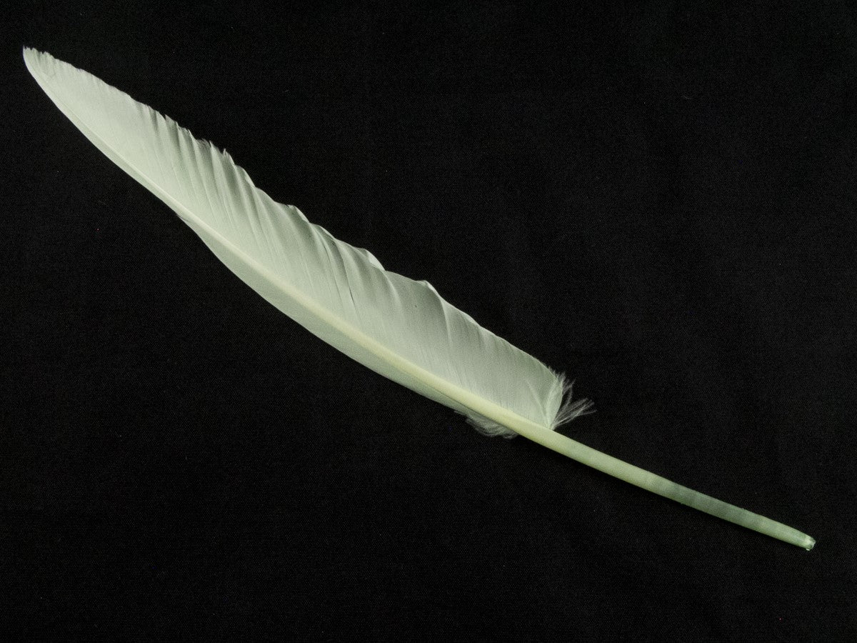 Authentic Goose Quill Pen