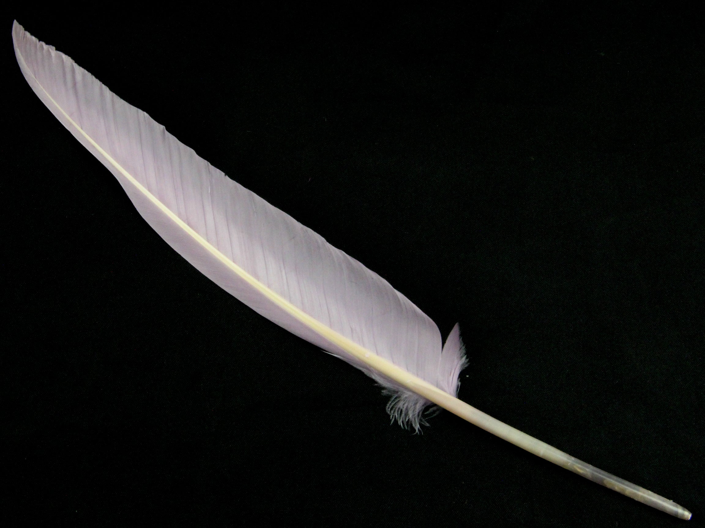 Goose Quill Feather Pens