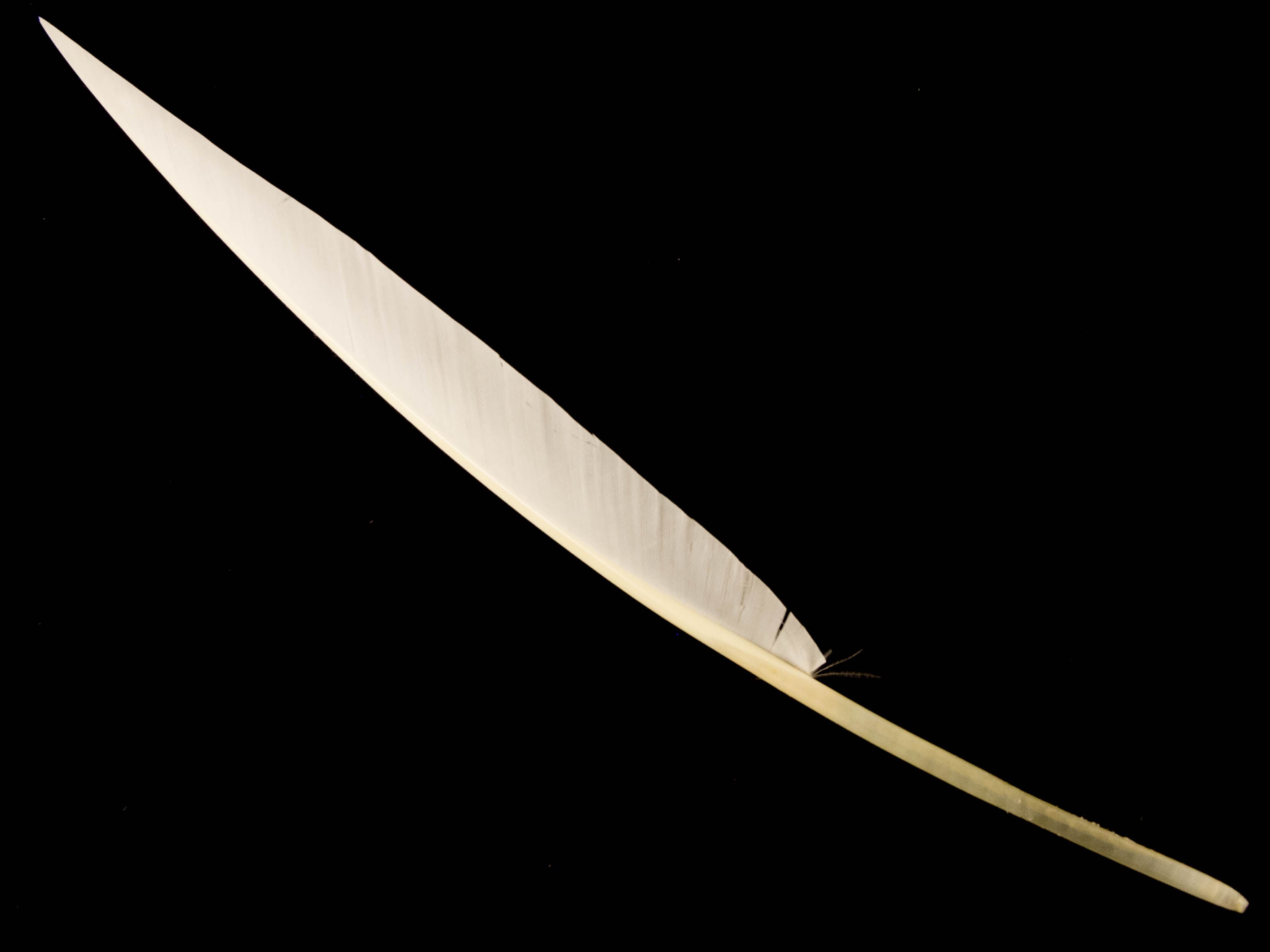 Goose Sail Feather (Pack of 5)
