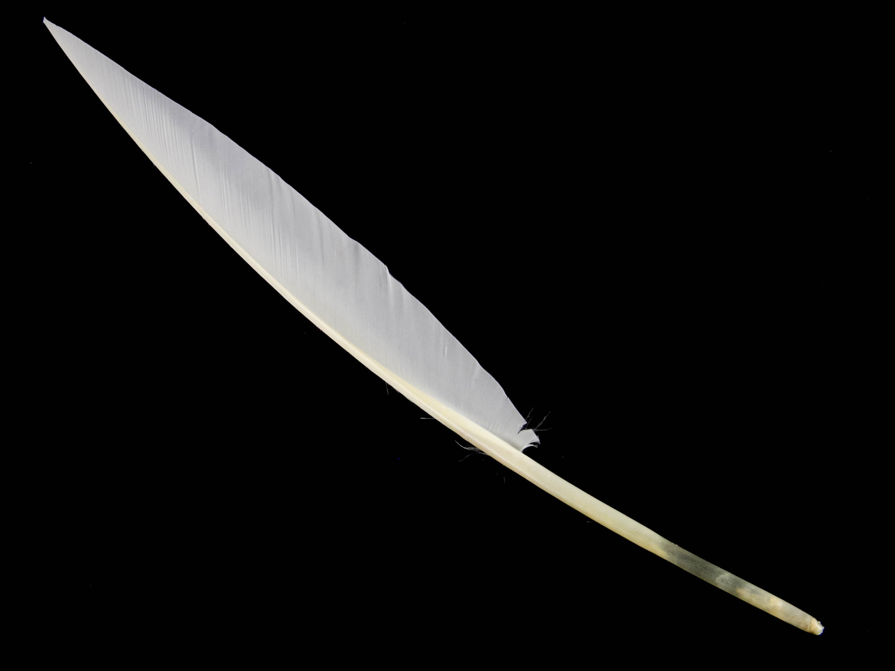 Goose Sail Feather (Pack of 5)