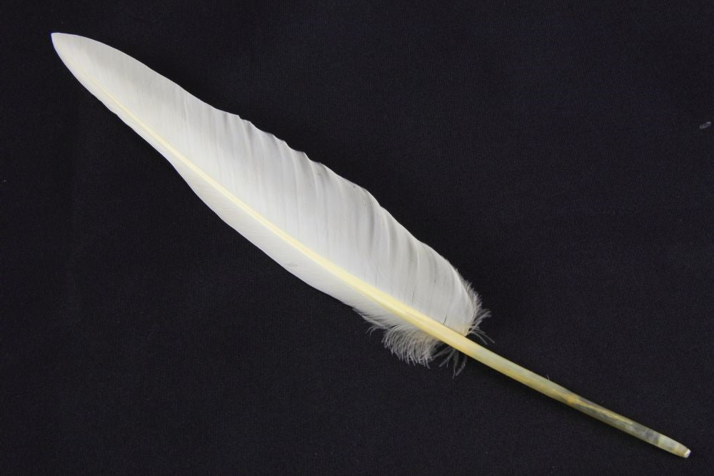 Authentic Goose Quill Pen