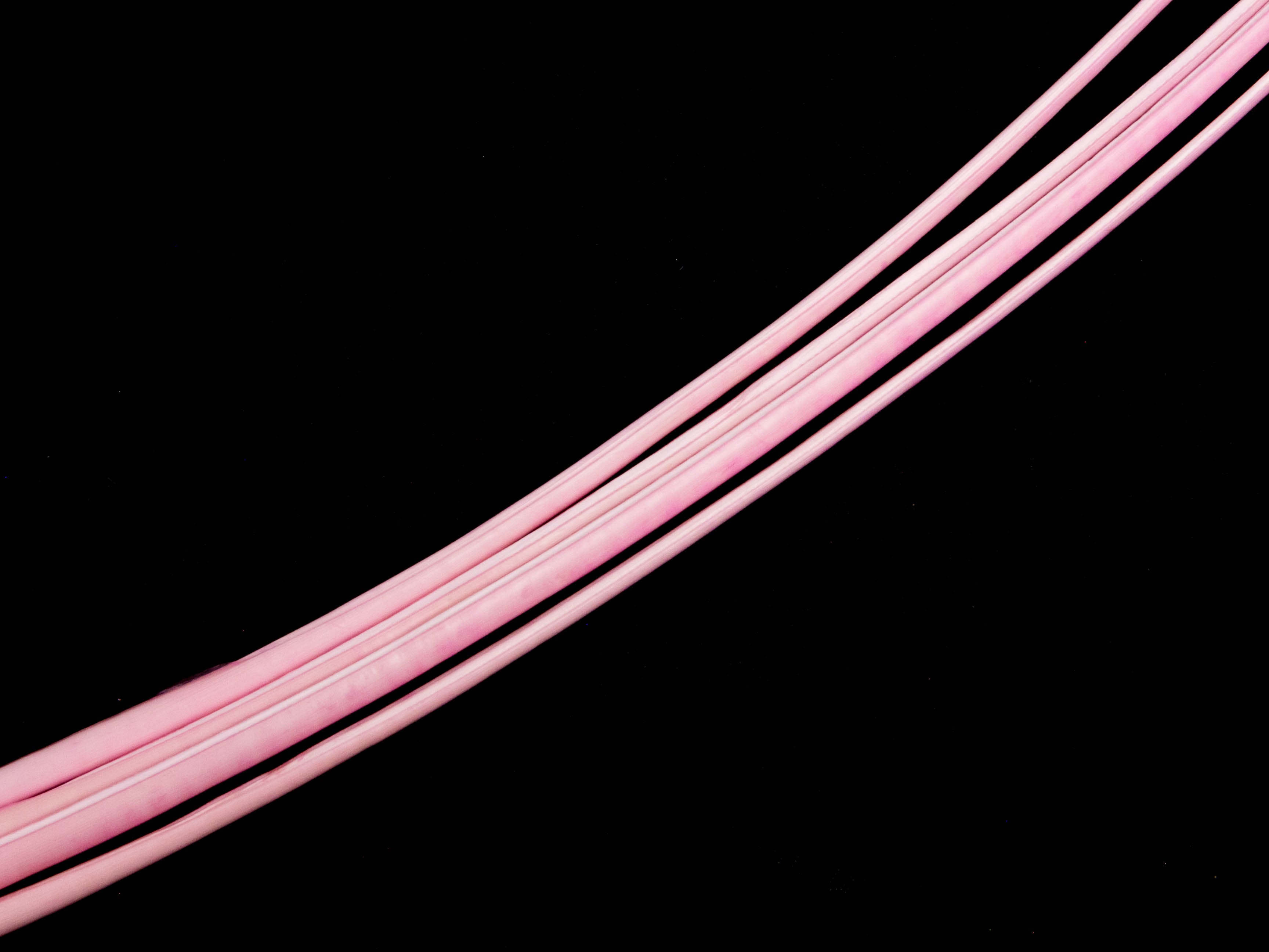 Stripped Ostrich Quill (Pack of 5)