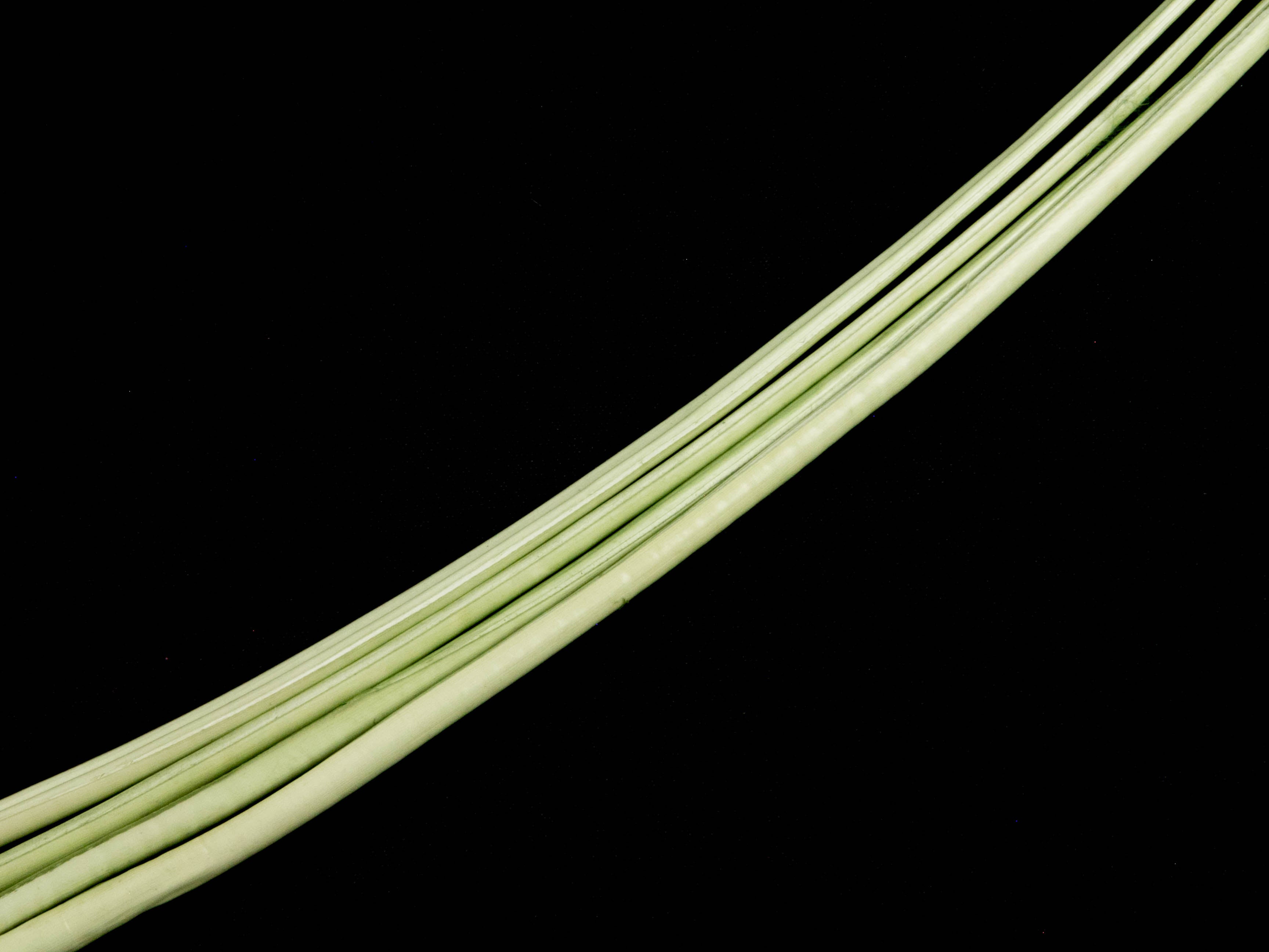 Stripped Ostrich Quill (Pack of 5)