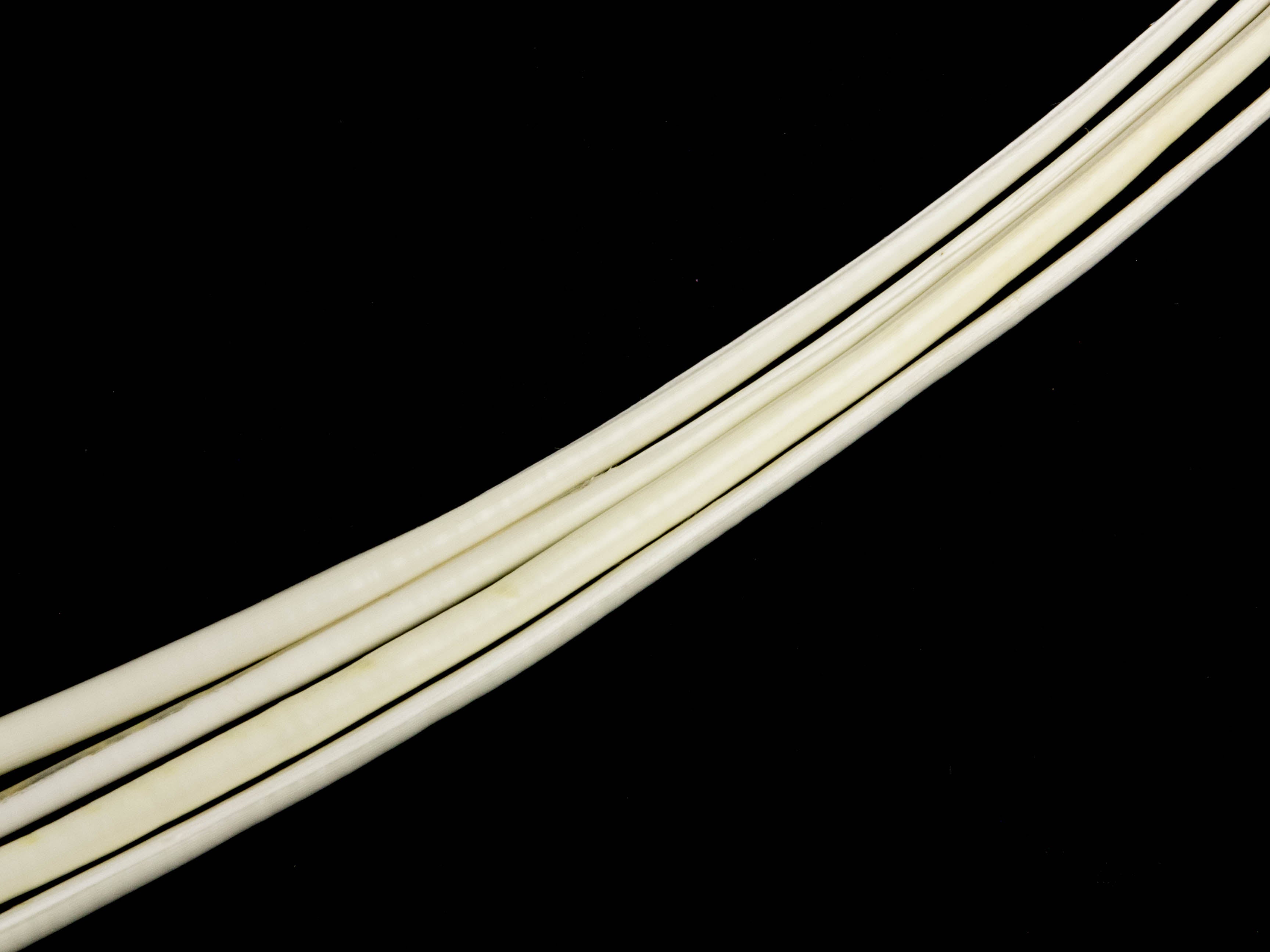 Stripped Ostrich Quill (Pack of 5)