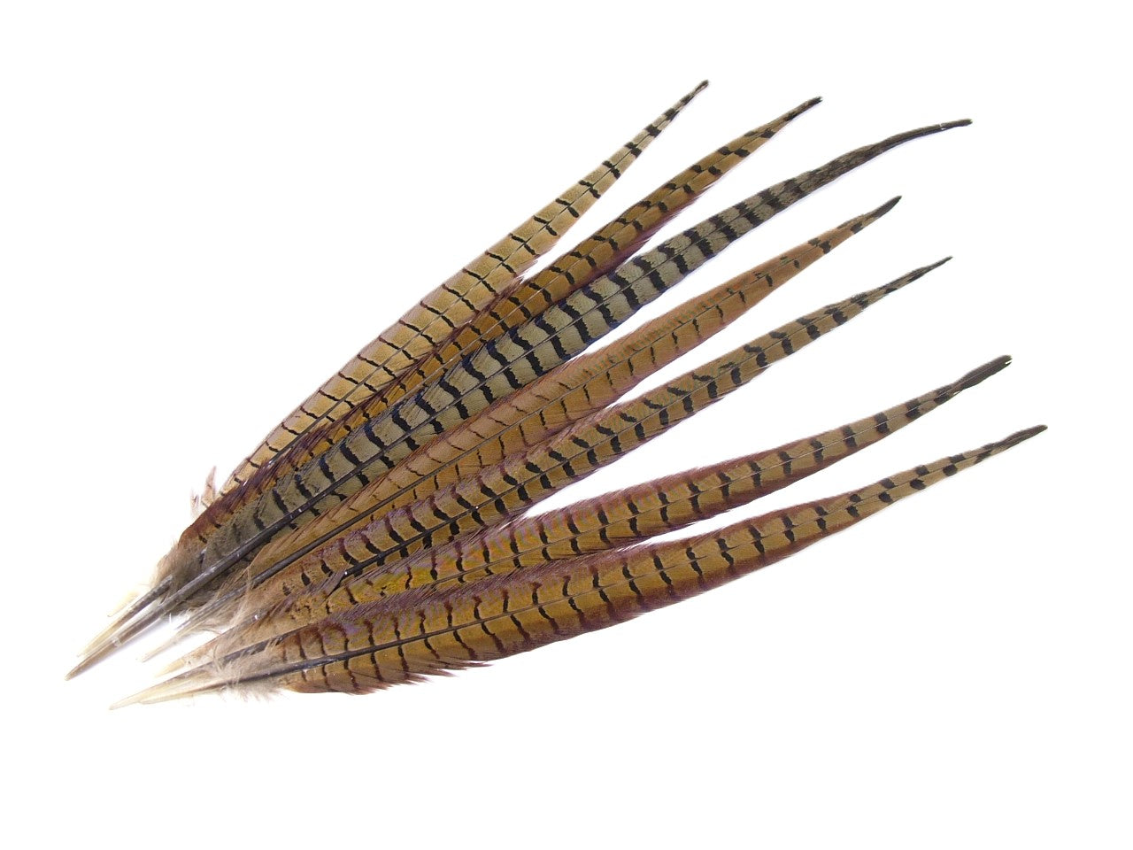 Ringneck Pheasant Centre Feather (Pack of 5)