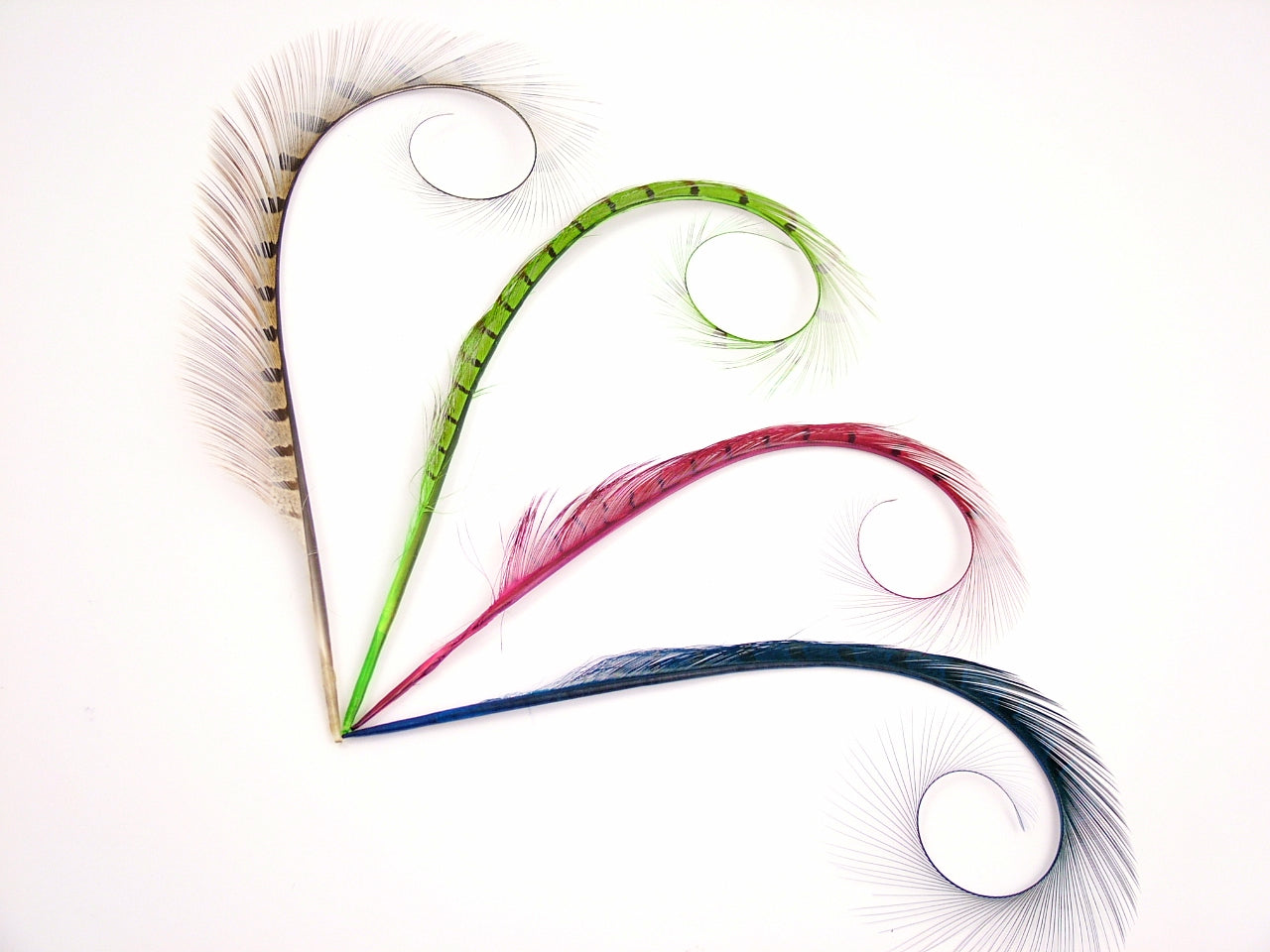 Burnt Curled Ringneck Pheasant Feather (Pack of 5)