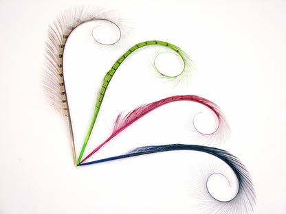 Burnt Curled Ringneck Pheasant Feather (Pack of 5)