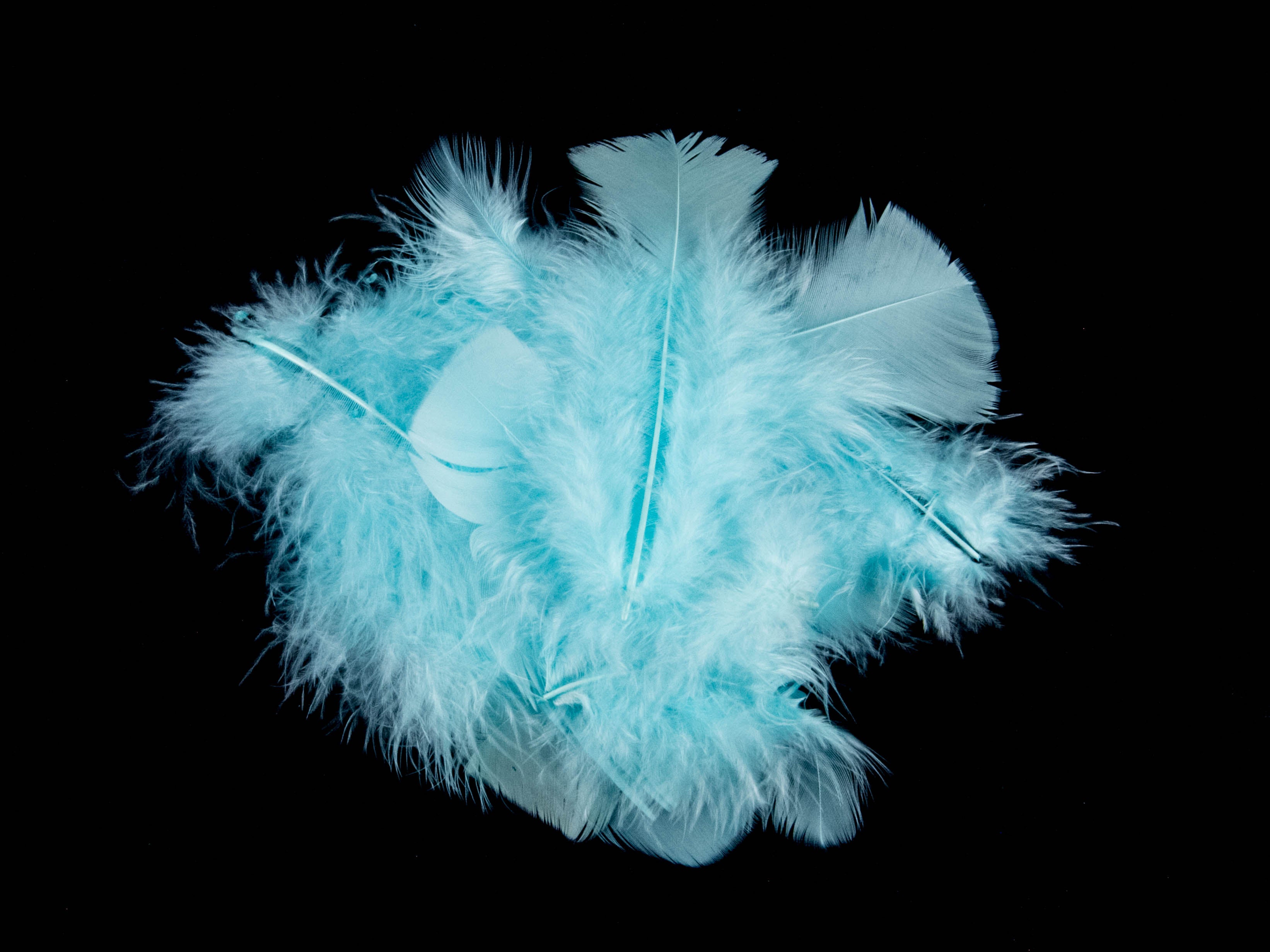 Bulk Turkey Coquille Feathers