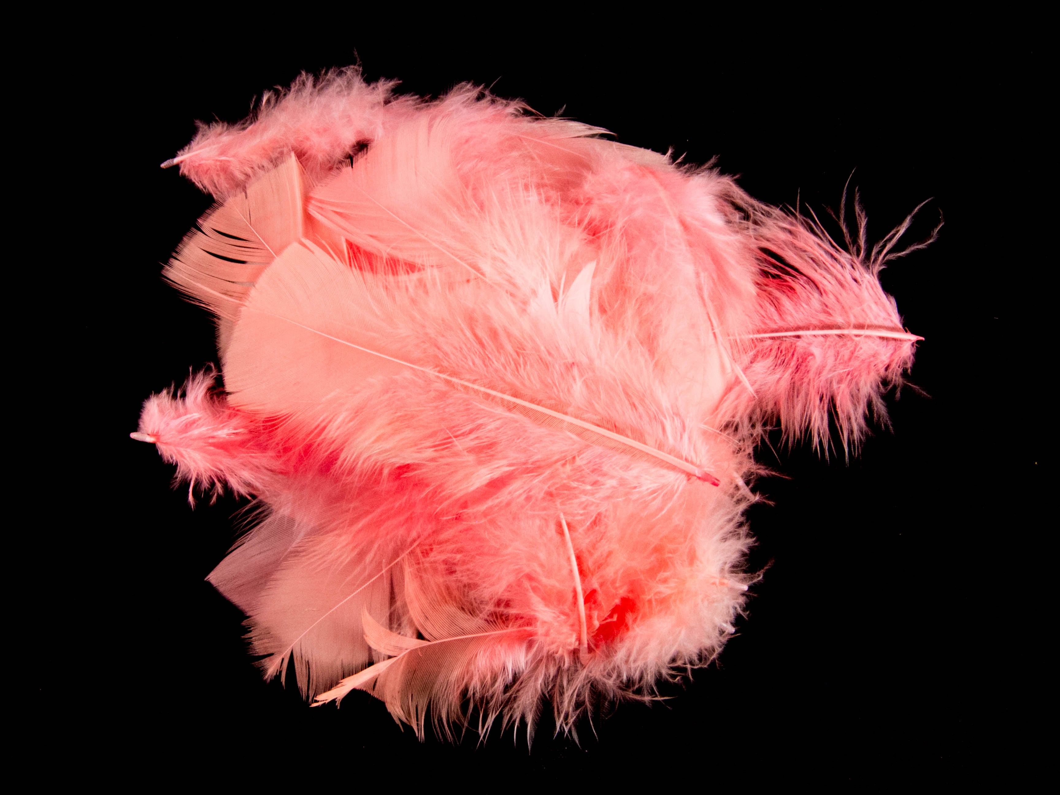 Bulk Turkey Coquille Feathers