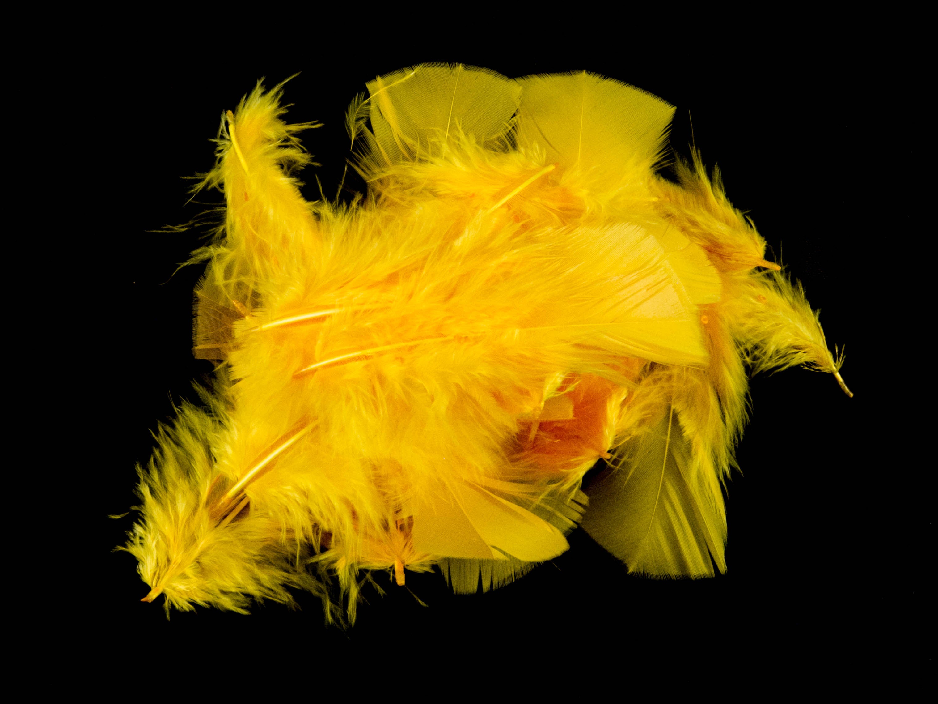 Bulk Turkey Coquille Feathers