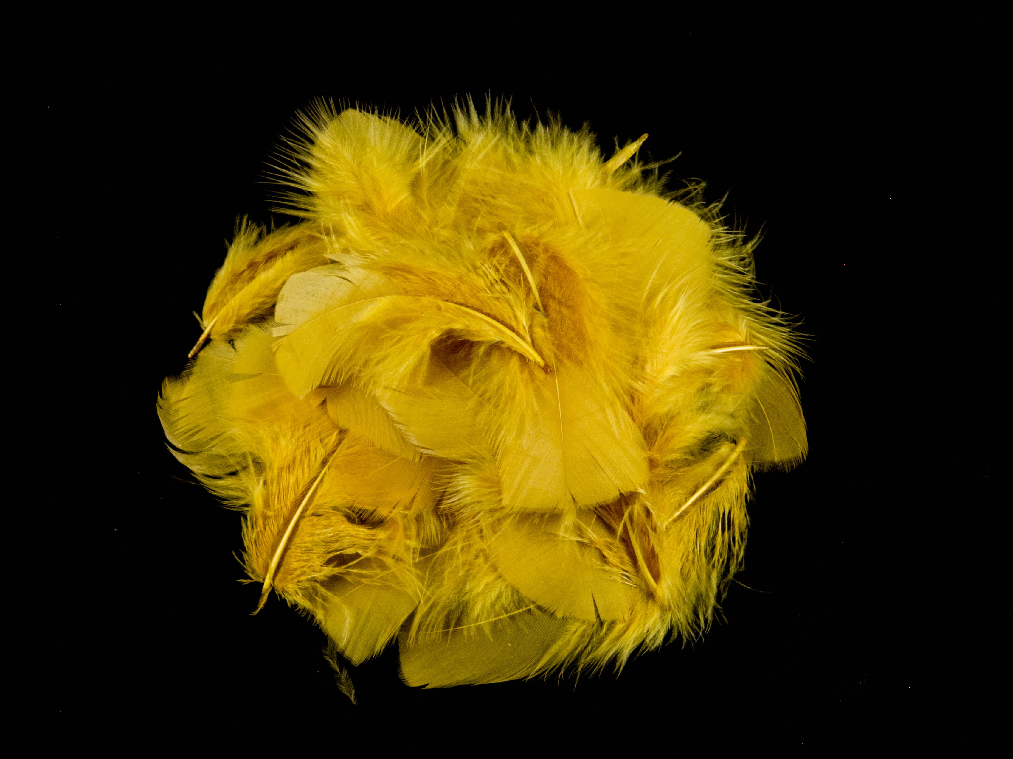 Bulk Turkey Coquille Feathers
