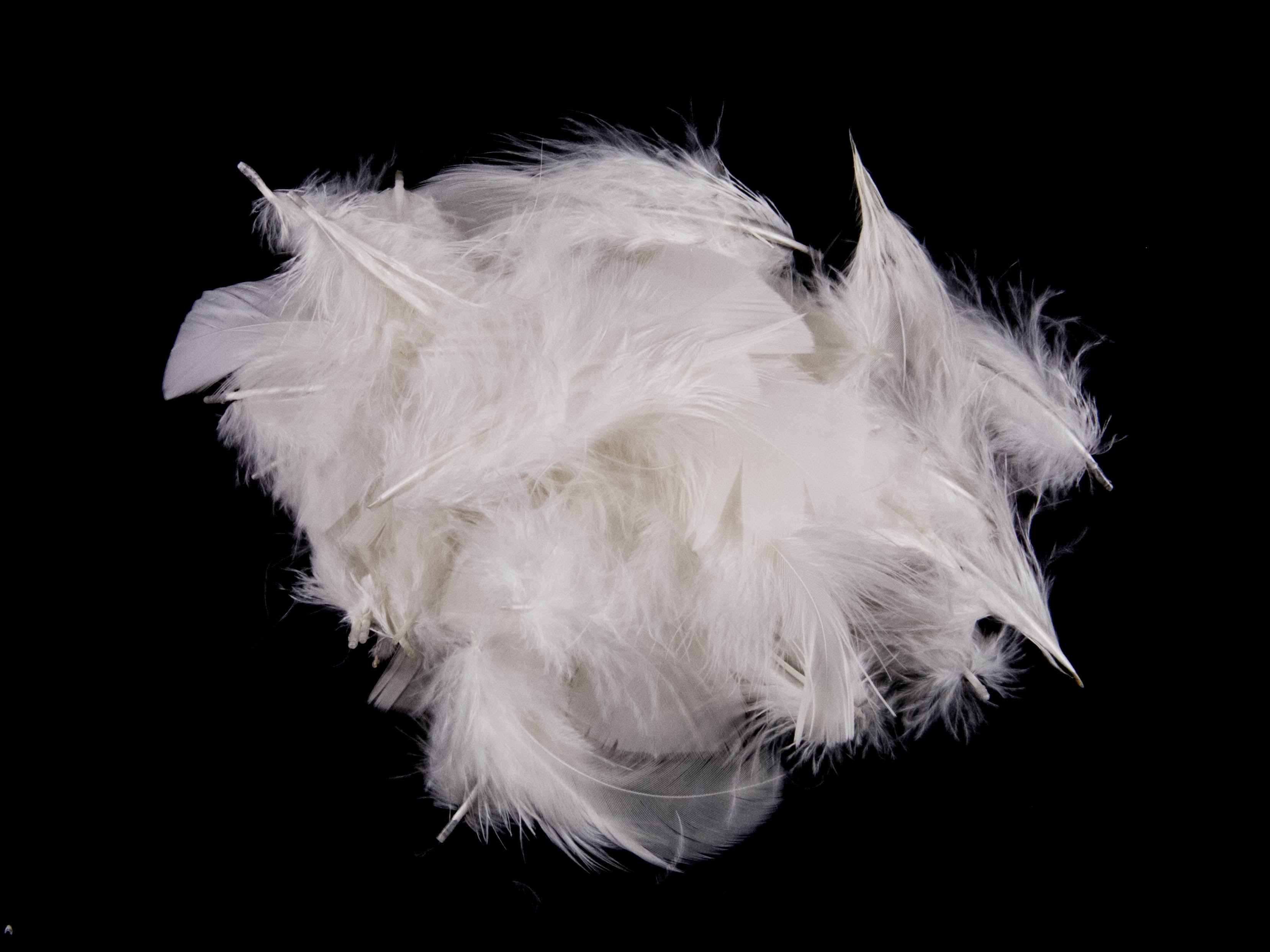 Turkey Coquille Feather Fringe