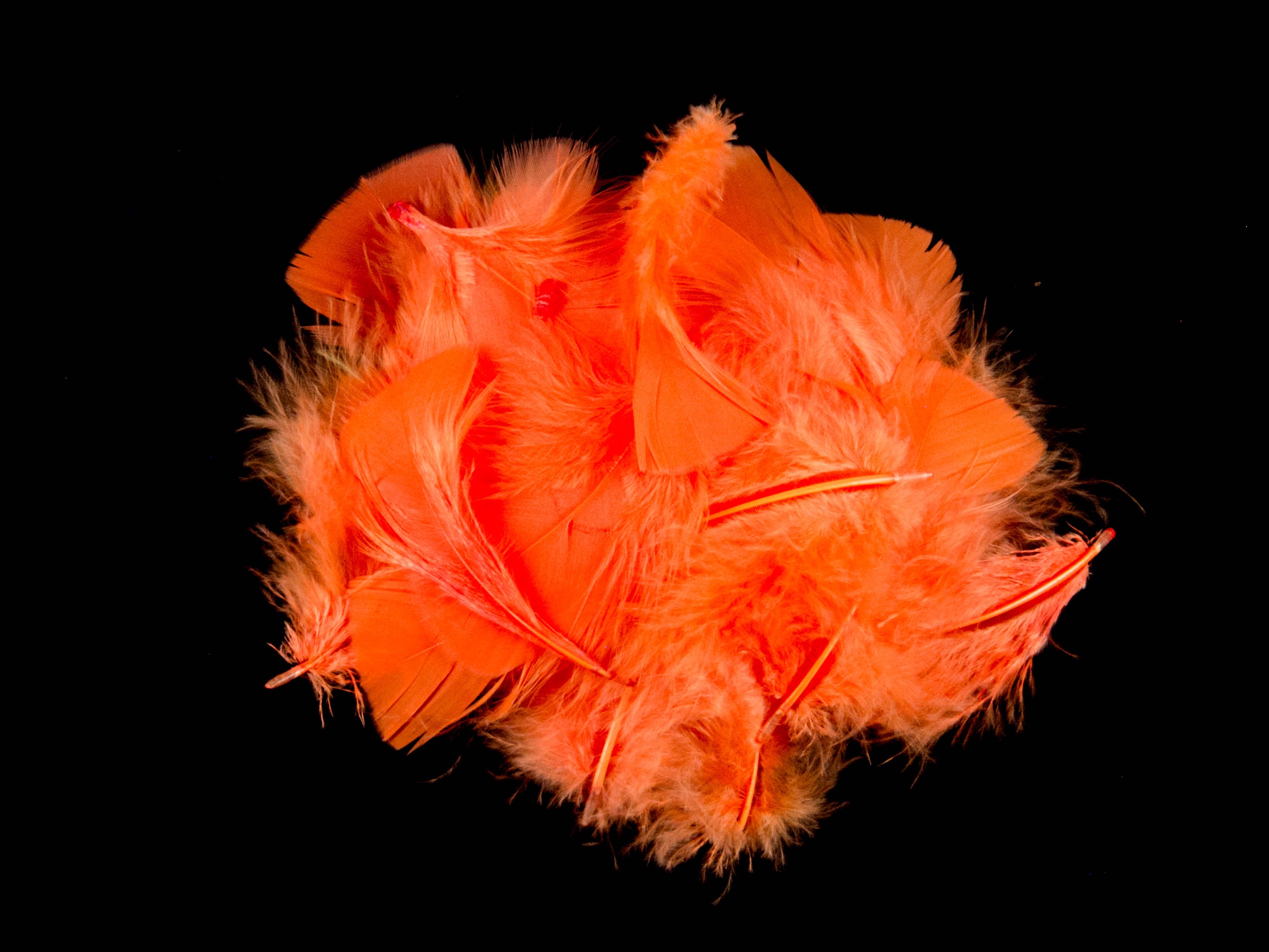 Turkey Coquille Feather Fringe
