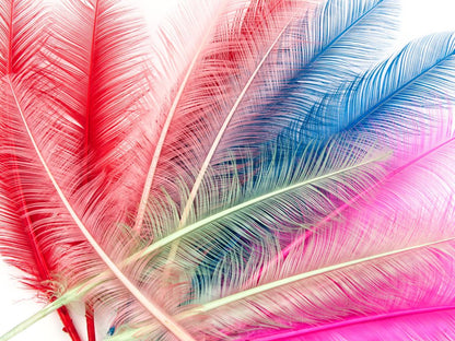 Burnt Turkey Quill Feather (Pack of 5)